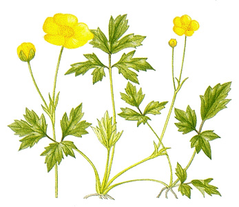 Creeping buttercups