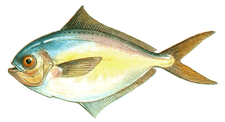 Butterfish