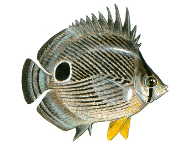 Foureye butterflyfish