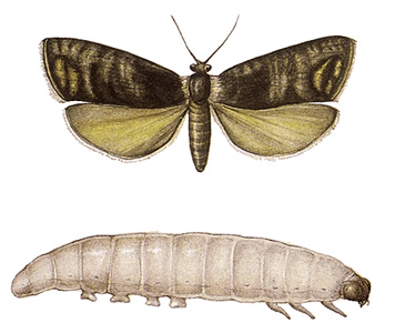 Codling moth