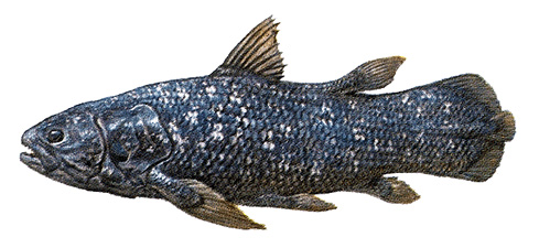 Coelacanth