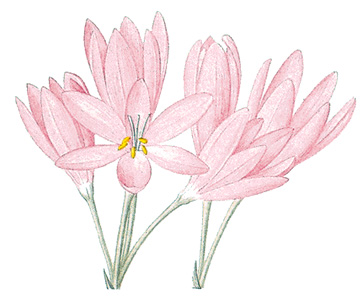 Colchicum