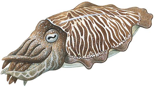 Cuttlefish