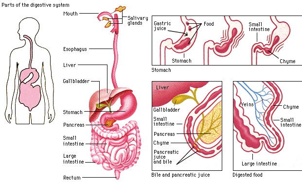 Parts of the digestive system