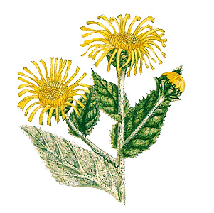 Elecampane plant