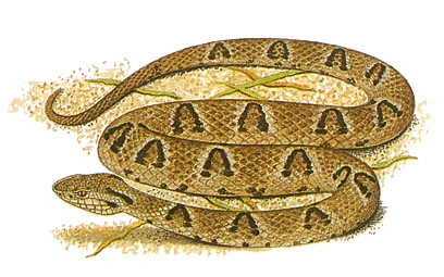 Fer-de-lance