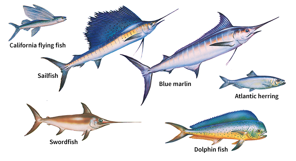 Fish of coastal waters and the open ocean