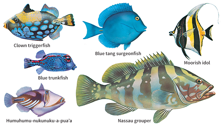 Fish of coral reefs