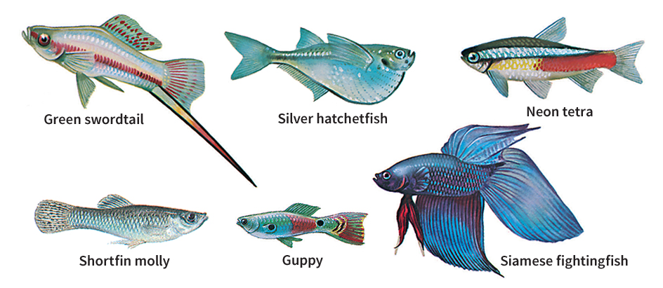 Fish of tropical fresh waters