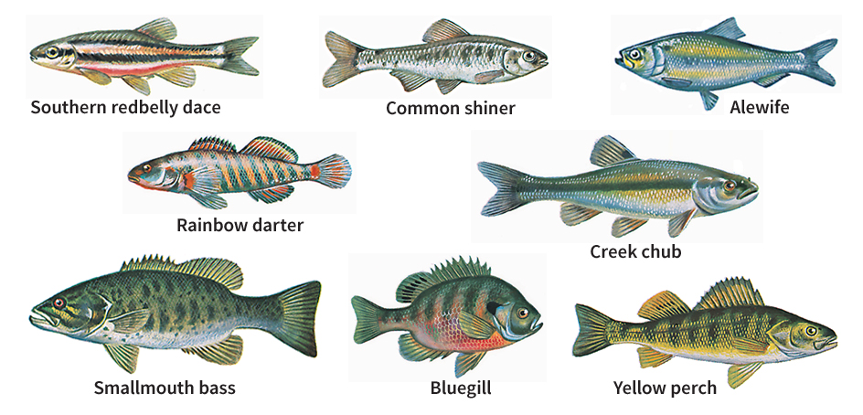 Fish of temperate fresh waters