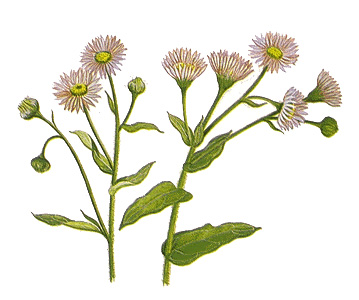 Fleabane