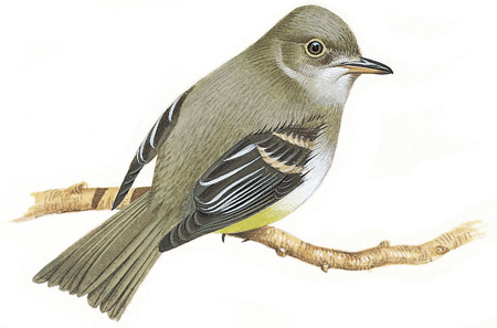 Acadian flycatcher