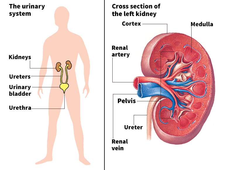 Kidneys