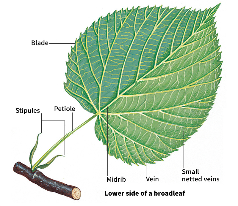 Parts of a leaf