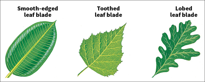 Leaf edges