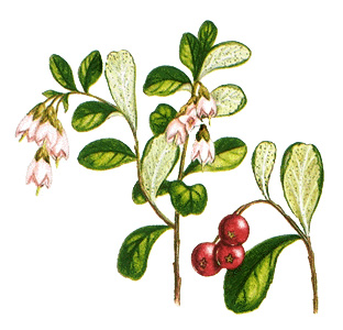 Lingonberry