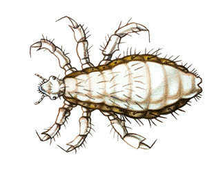 Body louse