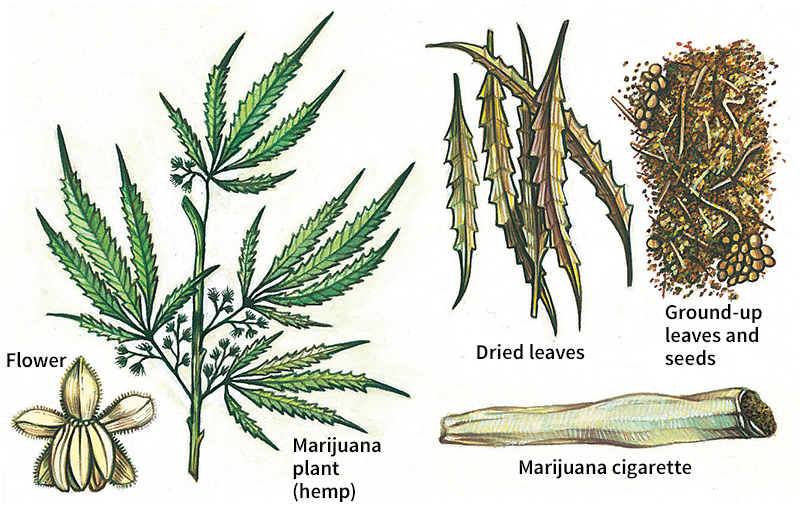 Marijuana