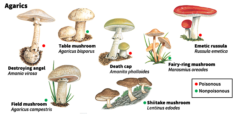 Some kinds of mushrooms