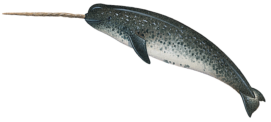 Male narwhal