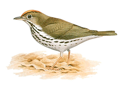 Ovenbird