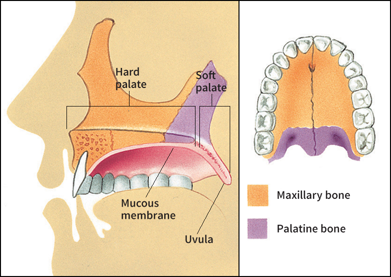 Palate