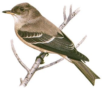 Eastern wood-pewee