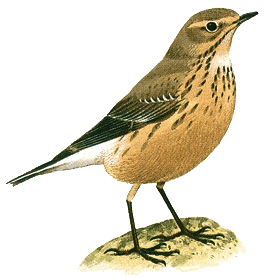 American pipit