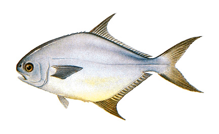 Florida pompano