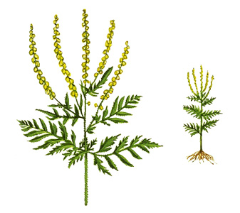 Common ragweed