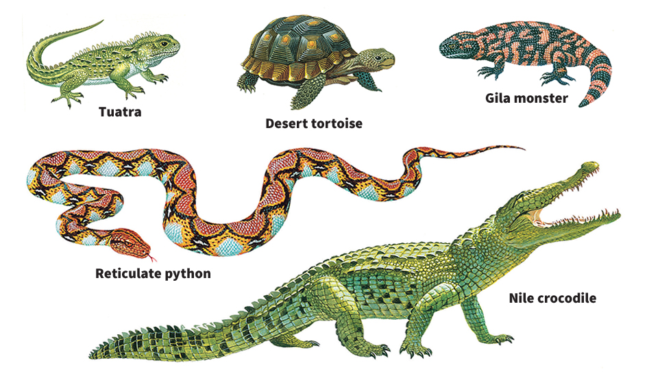 Reptiles