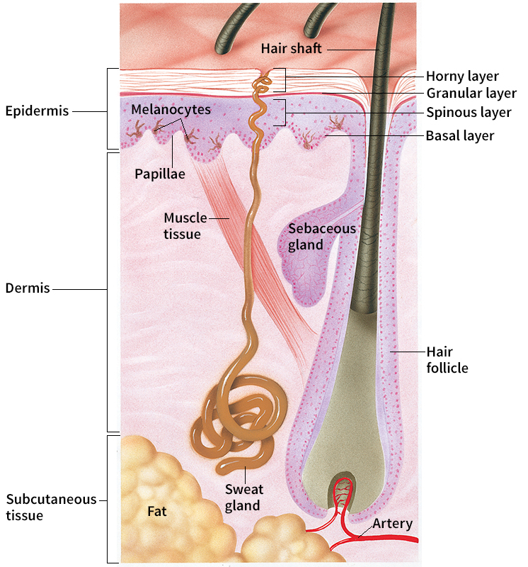 Human skin