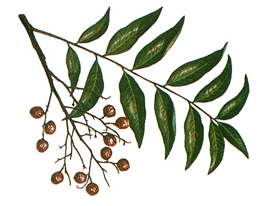 Soapberry