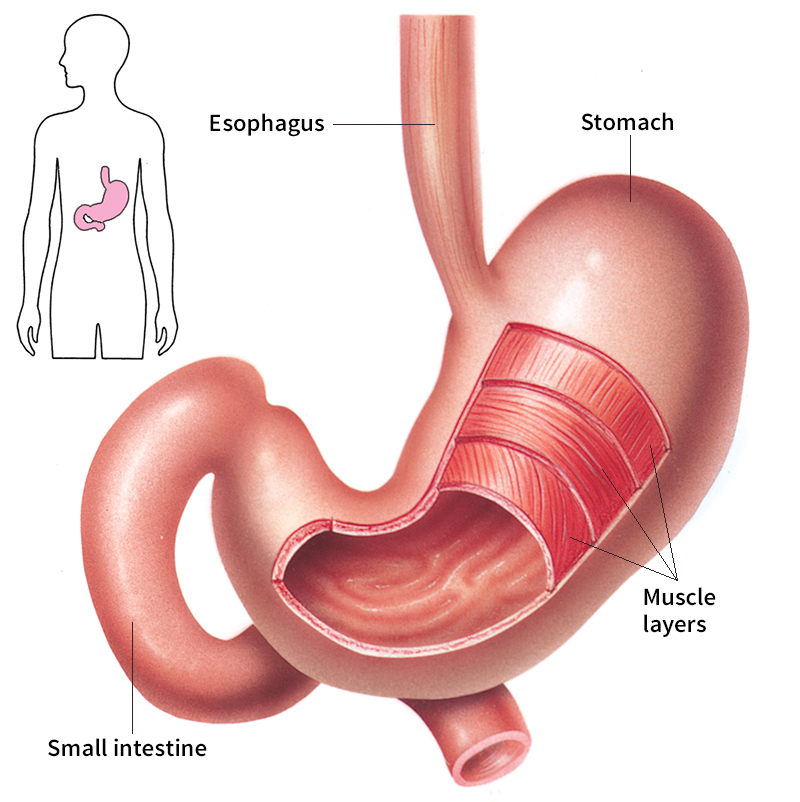 Human stomach