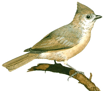 Oak titmouse