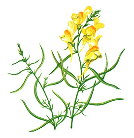 Toadflax