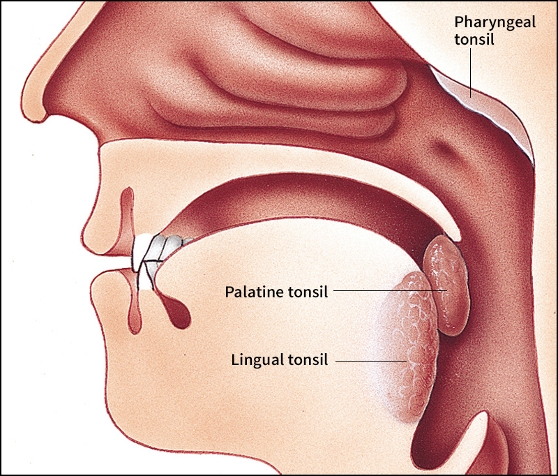 Tonsils