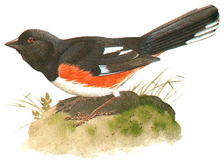 Eastern towhee