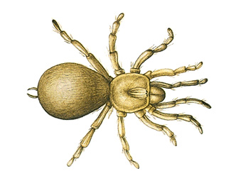 Trap-door spider