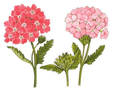 Garden verbena