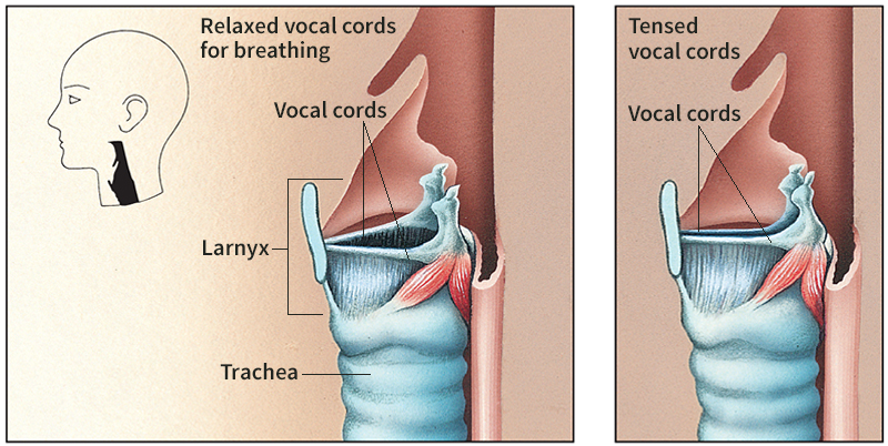 How the vocal cords produce sounds