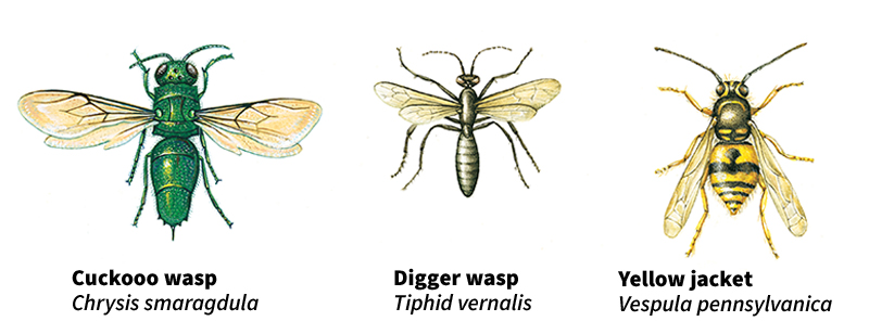 Some kinds of wasps