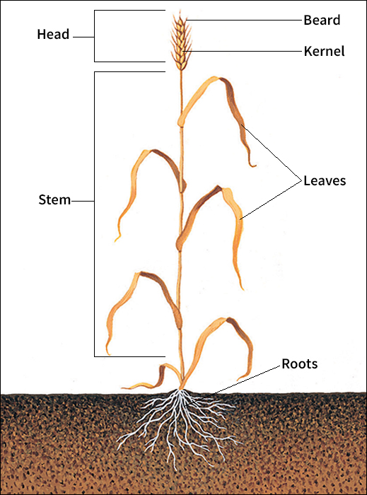 Wheat plant