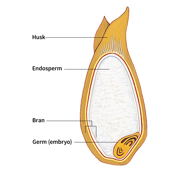 Cross section of kernel of wheat