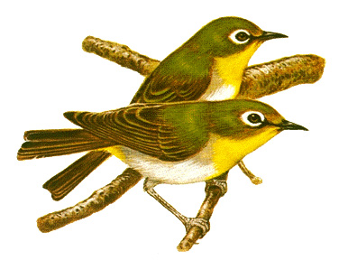 Indian white-eyes