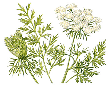 Wild carrot