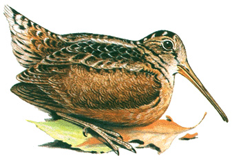 American woodcock