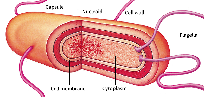 Bacterial cell