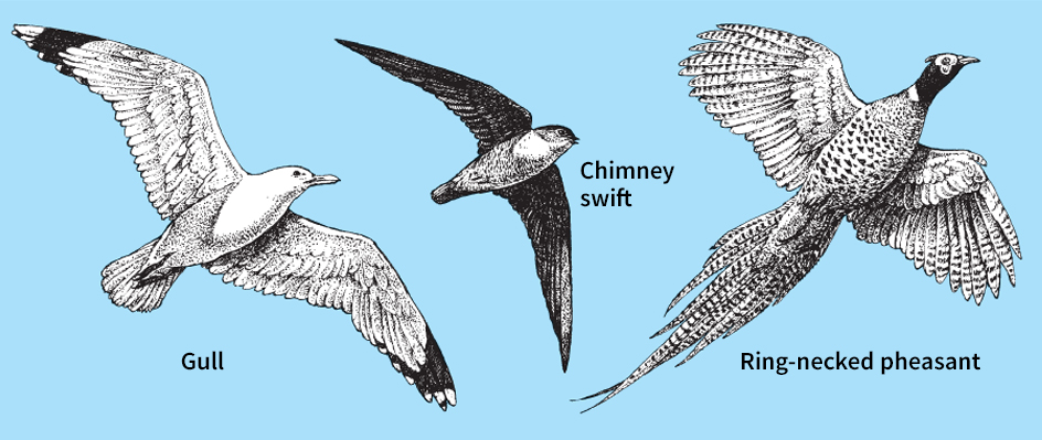 How wing shape affects flying skills