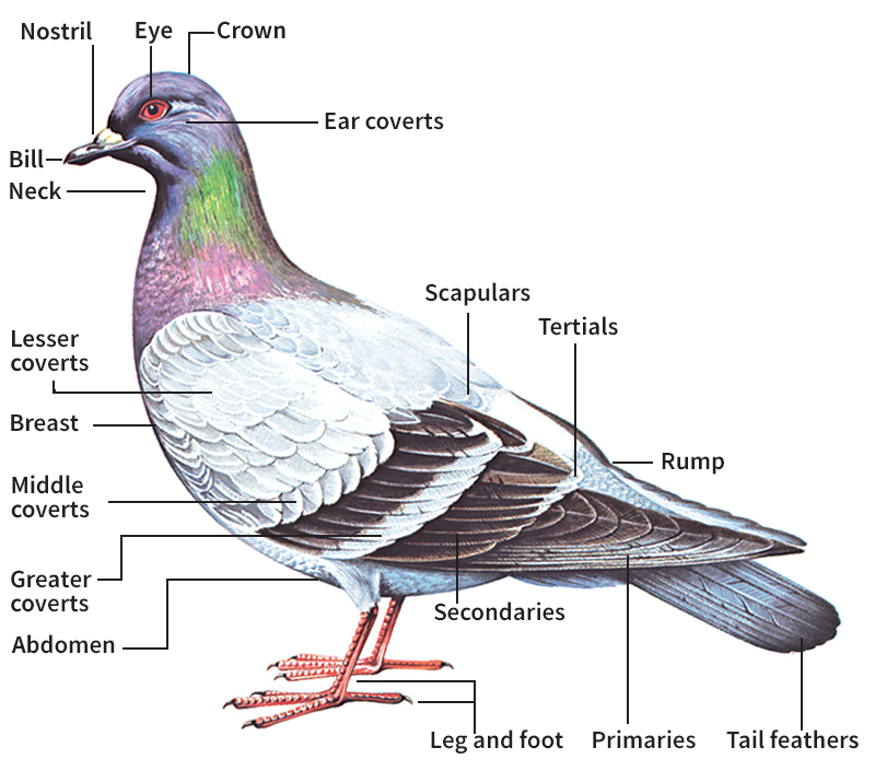 External features of a bird